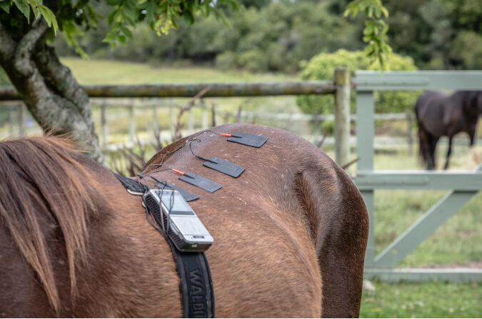 Horse with TENS applied
